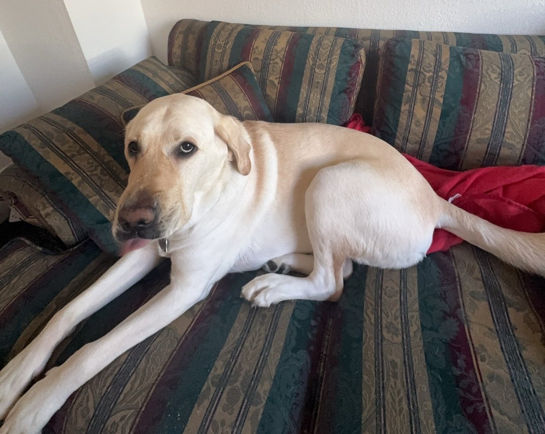 Norris, my guide dog, off harness at home — a pale yellow Labrador retriever lying on a green and gold striped couch, front legs stretched out in front of him, head turned toward the camera.